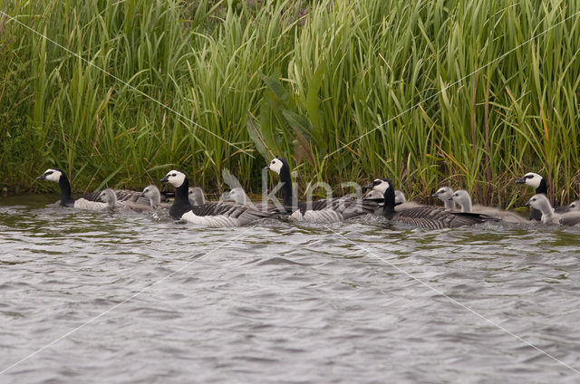 Brandgans (Branta leucopsis)