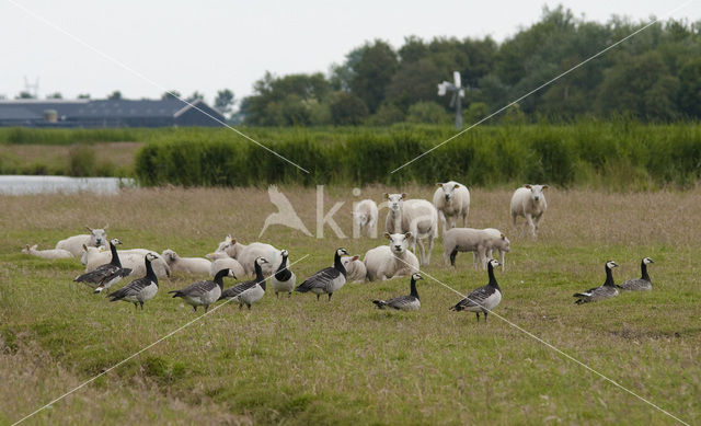 Barnacle Goose (Branta leucopsis)