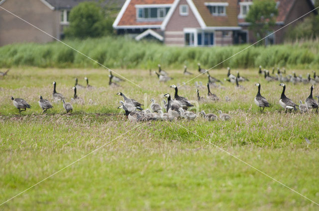 Barnacle Goose (Branta leucopsis)