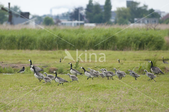 Brandgans (Branta leucopsis)
