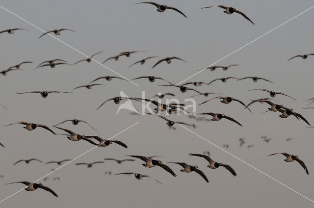 Brandgans (Branta leucopsis)