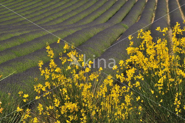 Brem (Cytisus scoparius)