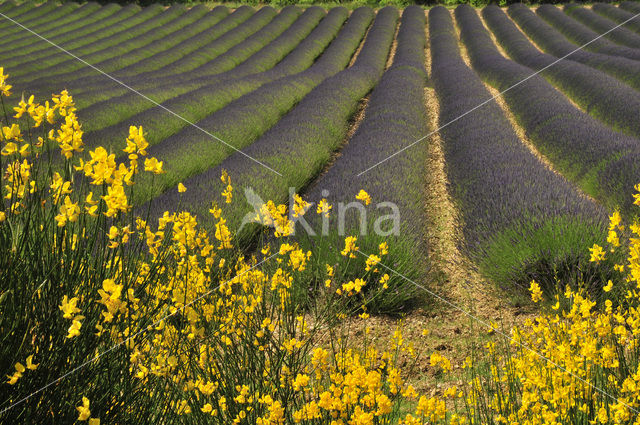 Broom (Cytisus scoparius)