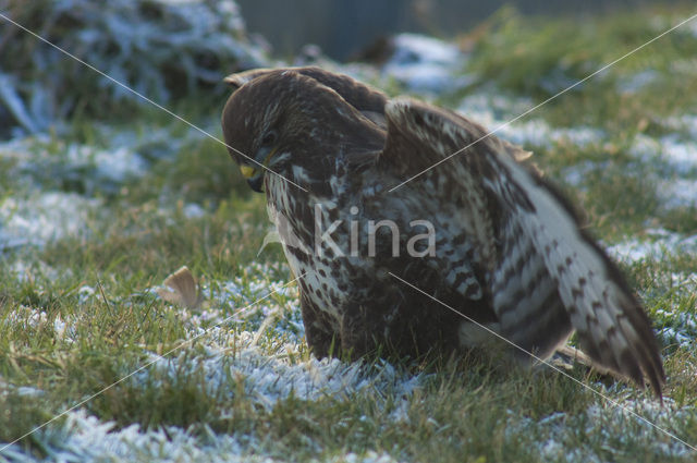 Common Buzzard (Buteo buteo)