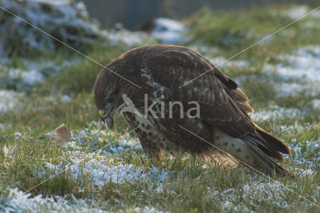 Common Buzzard (Buteo buteo)