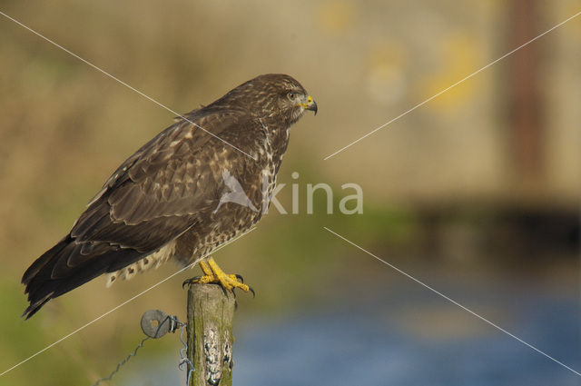 Buizerd (Buteo buteo)