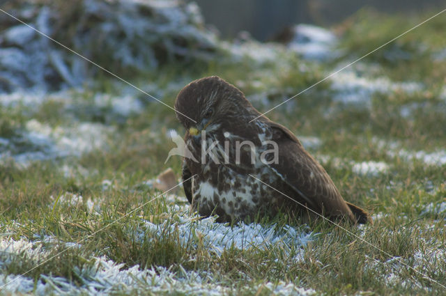 Common Buzzard (Buteo buteo)