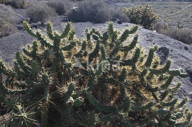 Cactus (Phylocactus hybride)