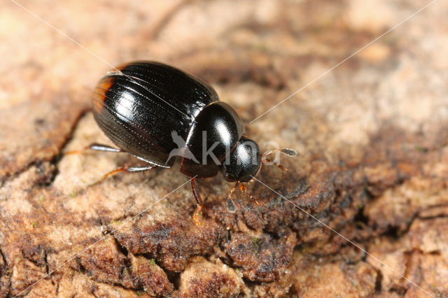 Cercyon ustulatus