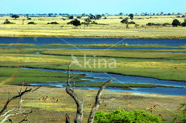 Chobe national park