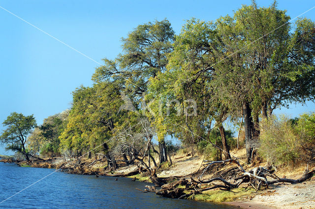 Chobe national park