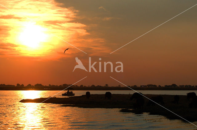 Chobe national park