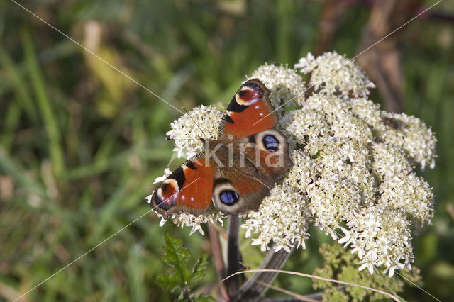 Peacock (Inachis io)