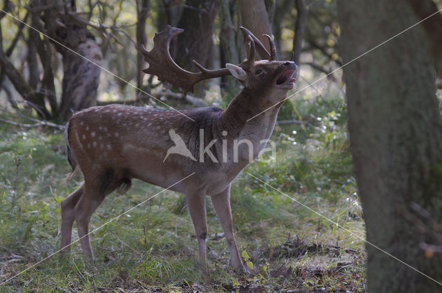 Fallow Deer (Dama dama)