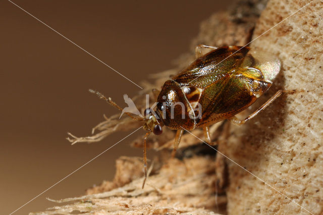 Deraeocoris lutescens