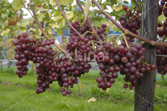 Grape-vine