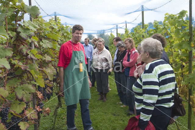 Grape-vine
