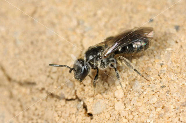 Dwerggroefbij (Lasioglossum pygmaeum)