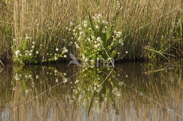 Echt lepelblad (Cochlearia officinalis ssp. officinalis)