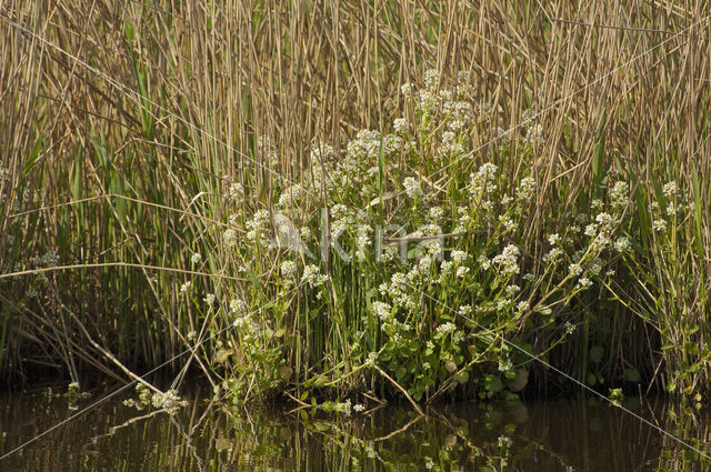 Echt lepelblad (Cochlearia officinalis ssp. officinalis)