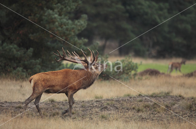 Red Deer (Cervus elaphus)