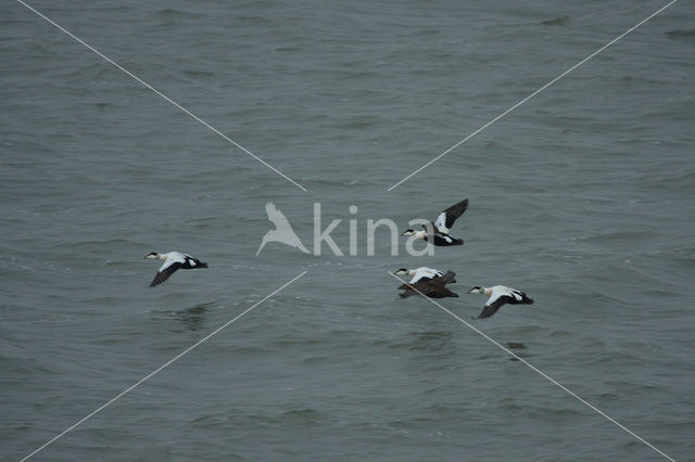 Eider (Somateria mollissima)