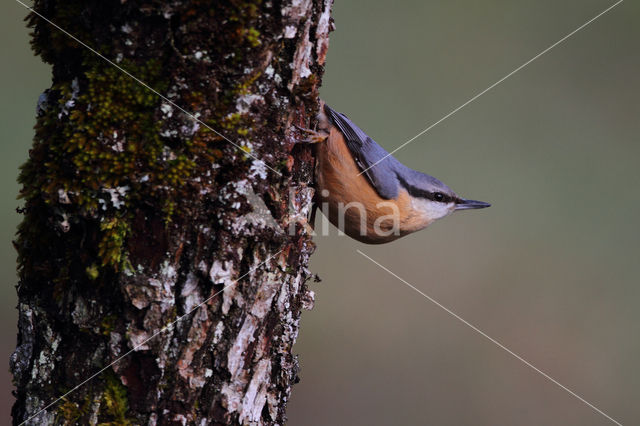 Europese Boomklever (Sitta europaea)