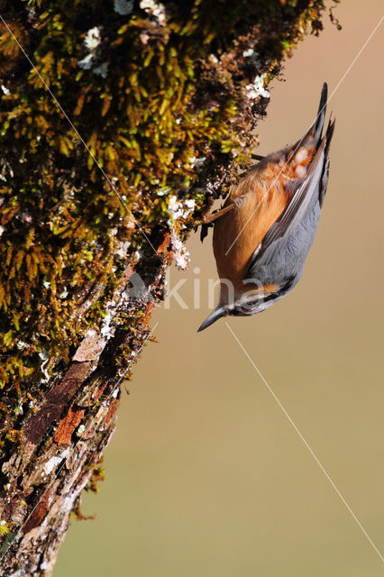 Eurasian Nuthatch (Sitta europaea)