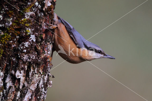 Europese Boomklever (Sitta europaea)