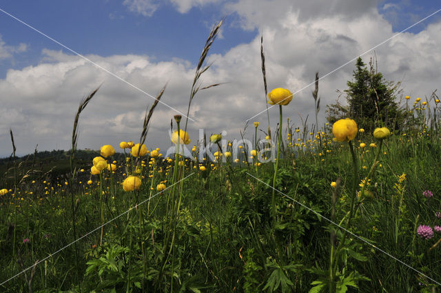 European Globeflower (Trollius europaeus)