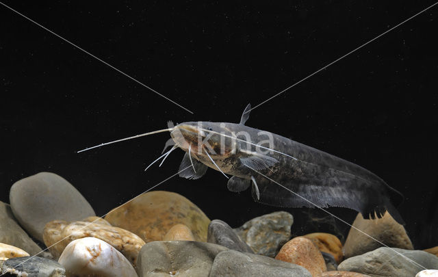 Europese meerval (Silurus glanis)