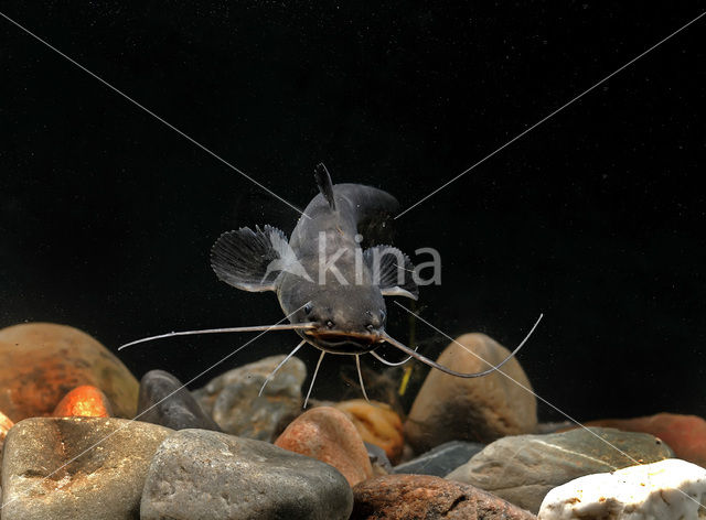Wels catfish