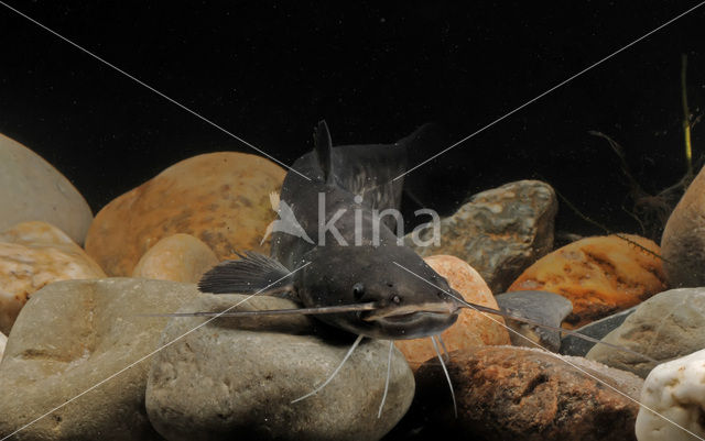 Europese meerval (Silurus glanis)