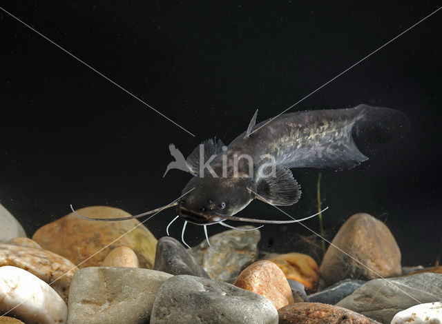 Wels catfish