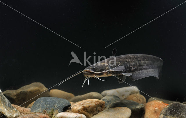 Europese meerval (Silurus glanis)