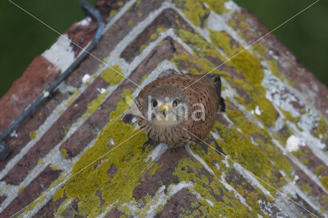 European kestrel (Falco tinnunculus tinnunculus)