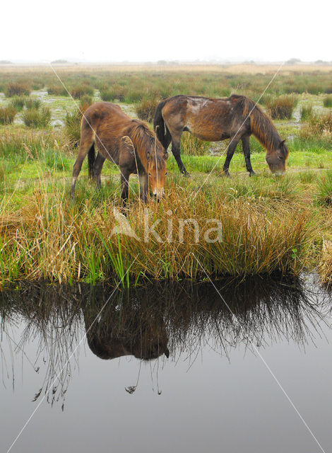 Exmoorpony