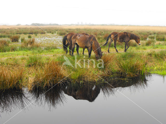 Exmoorpony