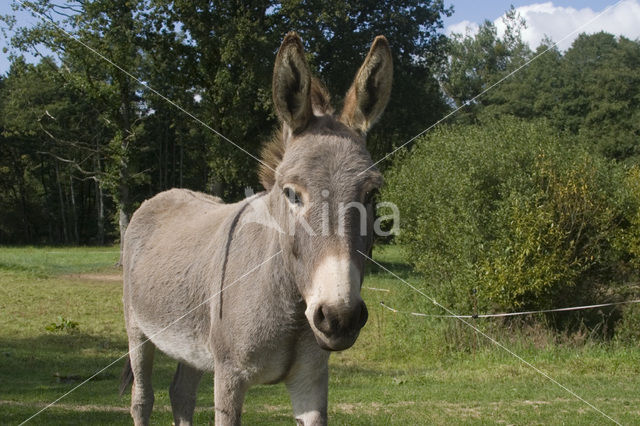 Donkey (Equus asinus)