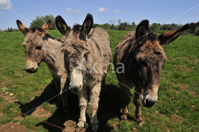 Ezel (Equus asinus)