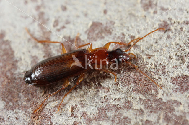 Geelbruine Schorsloper (Dromius angustus)