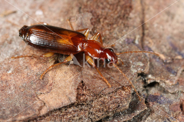 Dromius angustus