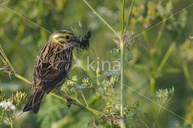 Yellowhammer (Emberiza citrinella)