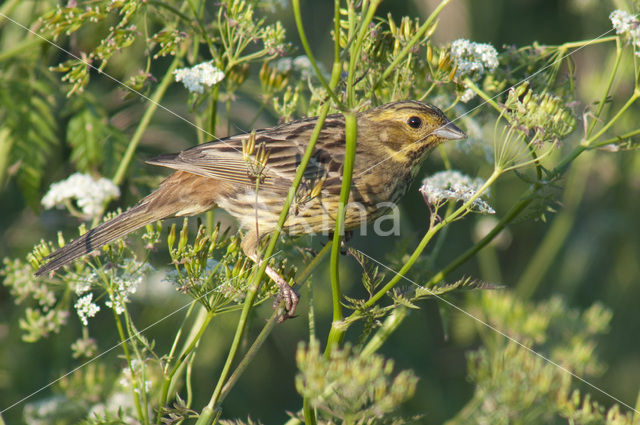 Yellowhammer (Emberiza citrinella)