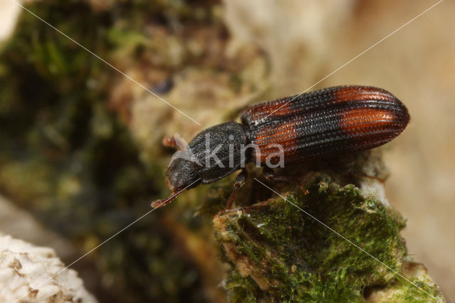 Gekerfde schorskever (Bitoma crenata)