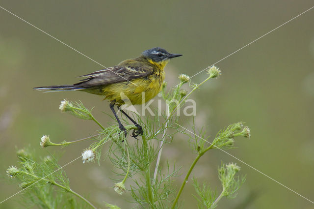 Yellow Wagtail (Motacilla flava)