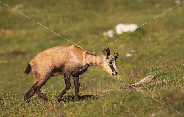 Chamois (Rupicapra rupicapra)