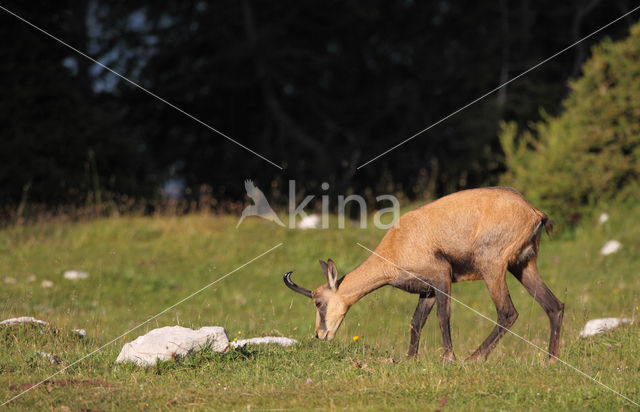 Chamois (Rupicapra rupicapra)