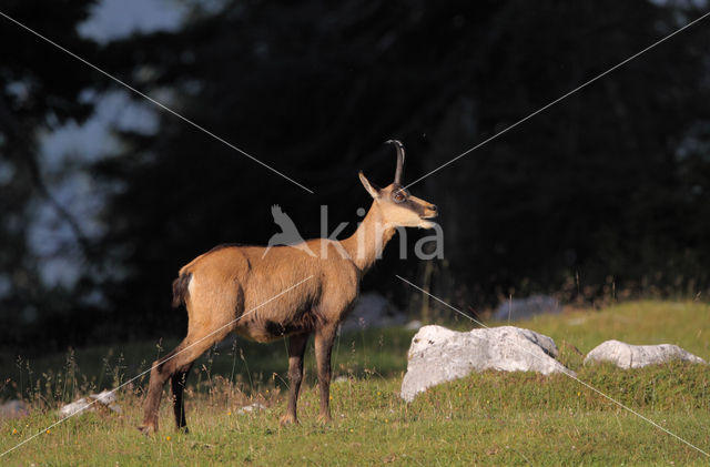 Chamois (Rupicapra rupicapra)