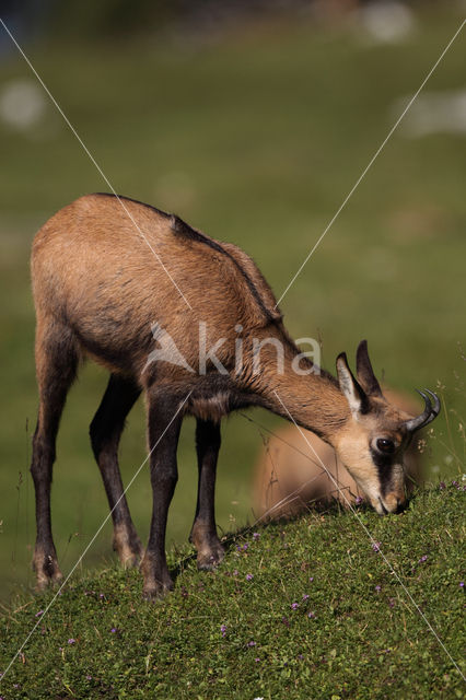 Chamois (Rupicapra rupicapra)